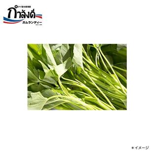【送料無料】空芯菜種子（クウシンサイ・パクブン・アサガオナ・エンサイ）約30粒の画像