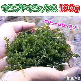（海水魚）海藻 生餌 ウミブドウミックス グラム売り １００ｇの画像