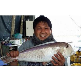 ふるさと納税 高知県 黒潮町 手釣り シロアマダイ 3.0kg前後 旬の魚シリーズ ［0702］の画像