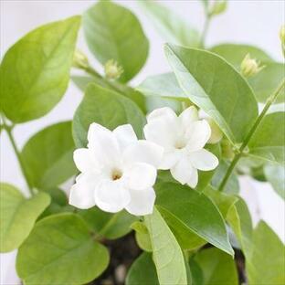 アラビアンジャスミン 茉莉花 まつりか マツリカ ジャスミンティー 花苗 10.5cmポット 鉢植え Herbの画像