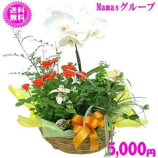 母の日 2022 花 ギフト 母の日 グループプランツ胡蝶蘭5,500円 送料無料の画像