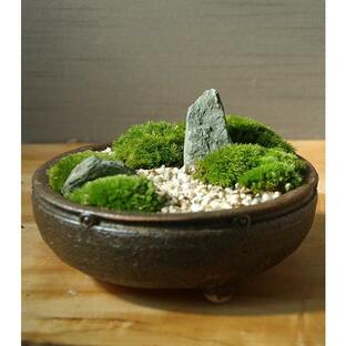 小さな世界 雄大な景色 苔盆栽 信楽焼鉢 苔 こけ コケ 盆栽の画像