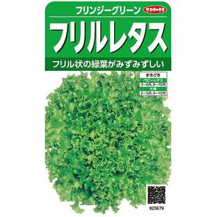 サカタのタネ 実咲野菜 レタス フリルレタス フリンジーグリーン 小袋003036の画像