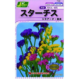 カネコ種苗 草花タネ748 スターチス シヌアータ 混合 10袋セットの画像