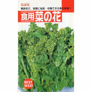 食用菜の花の画像