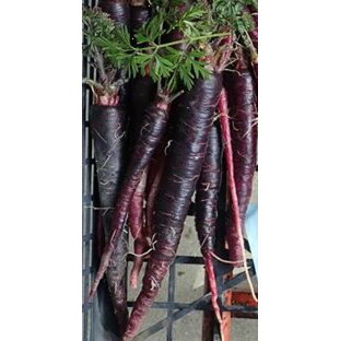 【藤田種子】紫ニンジン F1 パープルパープル野菜のタネの画像