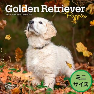 【輸入版】2025年 子犬のゴールデン・レトリバー ミニ カレンダー / ブラウントラウト (Golden Retriever Puppies Calendar)の画像