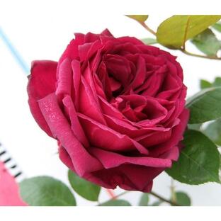 ★バラ苗★ＣｌＨＴ★ つるオクラホマ ◎深黒赤の花が濃厚な香りを放ちます♪ ７号の画像