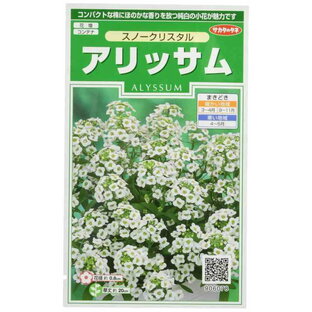 サカタのタネ 実咲花6078 アリッサム スノークリスタルの画像