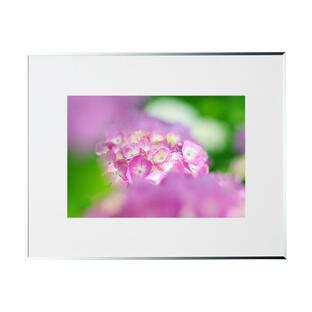 夏の写真 紫陽花三色 季節の額装写真 裏打ち加工 ピクトマッチの画像