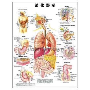 「消化器系」医学ポスター ポスターB2サイズ 人体解剖学図ポスター 医学チャート  の画像
