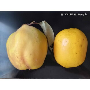 カリン まるめろ 花梨 産地直送 長野県産 家庭用 本かりん／マルメロ 約3kg（約8個〜10個前後）農薬、除草剤、防虫剤等の直接散布は行っておりません「夜間瀬の果物には勝てない！果物王国長野では定評」【発送10月頃〜2月頃】の画像