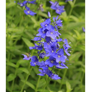 ベロニカ ’ロイヤルブルー’ 青花（10.5cmポット） 宿根草の画像