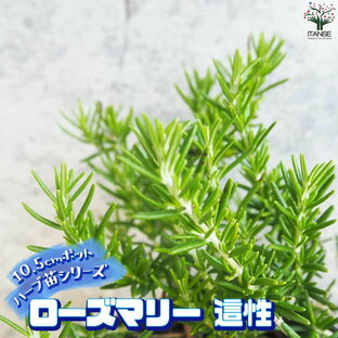 【マラソン期間★ポイントアップ】ハーブ苗 ローズマリー 這性(はいせい)【ハーブの苗 10.5cmポット】herb ハーブ ハーブ苗 ガーデニング 家庭菜園の画像