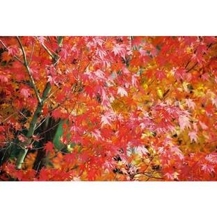 イロハモミジ（紅葉）苗木「庭木」 1m前後の画像