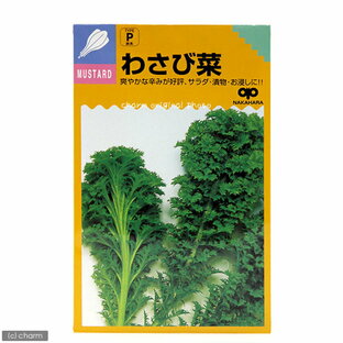 野菜の種 わさび菜の種 家庭菜園 関東当日便の画像