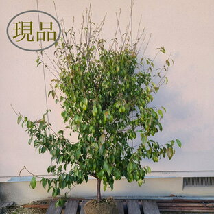 【常緑樹:常緑エゴノキ 単木 根巻 1.8m】常緑高木 現品の画像
