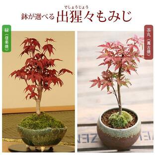 小品盆栽：出猩々もみじ*(信楽焼鉢 萬古焼丸鉢)鉢が選べる鉢植え 紅葉狩り プレゼントにも bonsaiの画像