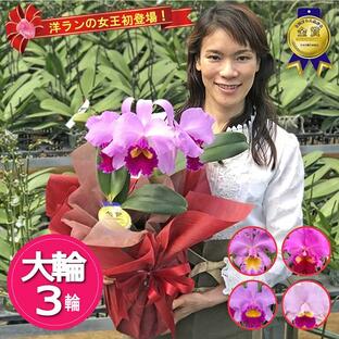 洋ランの女王「カトレア」ピンク3輪 花言葉『成熟した大人の魅力』（北海道・九州・沖縄・離島お届け不可）の画像