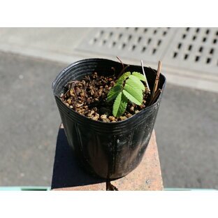 ワレモコウ 赤花長穂 9.0cmポット 苗の画像