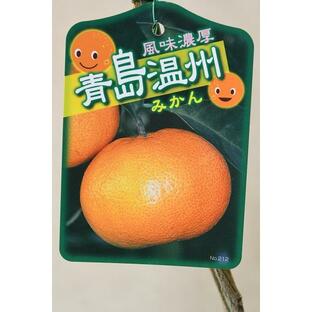青島 温州みかん 接木苗 4号ポット 果樹 柑橘類の画像