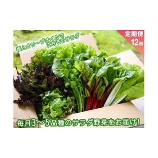 【定期便 全12回】サラダ野菜セット～3～5品種を毎月お届け～の画像