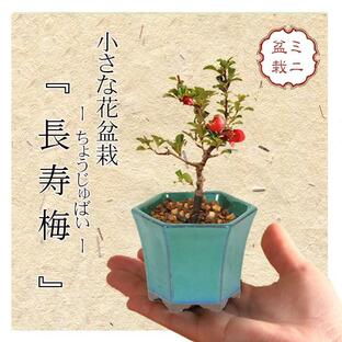 ミニ盆栽：長寿梅*(緑反六角陶器鉢) 花盆栽木瓜ぼけ赤花ボケ縁起鉢花プレゼントにもbonsaiの画像