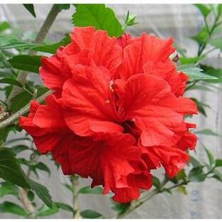 ハイビスカス レッドカーネーション 5寸鉢植え（赤花八重咲きハイビスカス）の画像