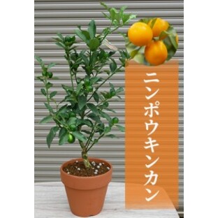 金柑鉢植え きんかん 実付き 2023年１2月から2024年３月実付き 家庭果樹栽培の画像