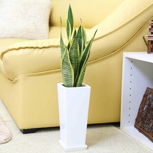 観葉植物 空気を浄化するといわれているサンスベリア 5号 選べるセラアート鉢の画像