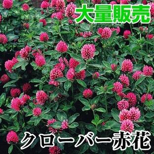 種 花たね 大量たね クローバー赤花 1袋(100g) / 花のたね 花の種 花種の画像