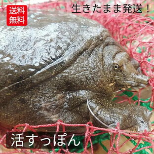 生 活すっぽん 天然すっぽん 活 スッポン すっぽん 鼈 500g 以上 生体 亀 カメ 生きたまま発送 国産 天然 養殖じゃない 最高級品 希少品 活け 未冷凍 2～3人前 1匹丸ごと 姿 すっぽん鍋 スタミナ ぷるぷる コラーゲン 滋養強壮 美肌 健康 兵庫県 送料無料 説明書付の画像