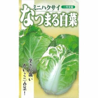 【ハクサイ】ミニ白菜 なつまる白菜〔一代交配0336〕/小袋(2ml)の画像
