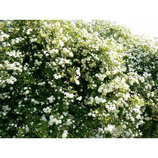 モッコウバラ（白色）（大苗） 7号鉢植え つるバラ  オールドローズ（アンティークローズ） バラ苗の画像