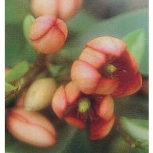 紅花カラタネオガタマ(ポット苗）：ポートワインの木の画像