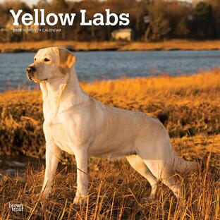 【輸入版】2025年 イエロー・ラブラドール・レトリバー カレンダー / ブラウントラウト (Labrador Retrievers, Yellow Calendar)の画像