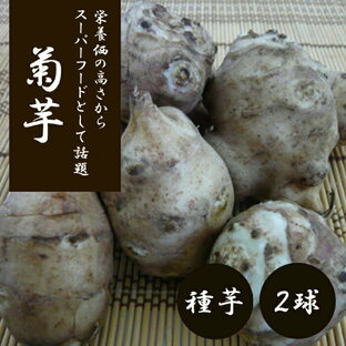 種球根 キクイモ 菊芋 ( きくいも ) 種芋 2球イモ 芋 種 野菜の画像
