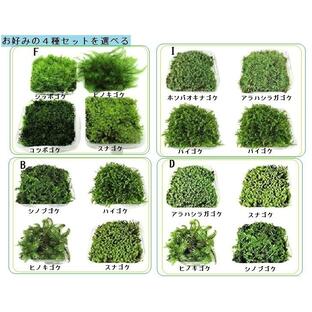 苔 テラリウム 苔盆栽 の コケ 4種 セット お好みのセットを選べる【 送料無料 】の画像