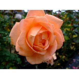 ★バラ苗★ＨＴ★ 夢 ◎さわやかなシャーベットオレンジ色のボリュームのある花で栽培しやすい品種です♪ ６号の画像