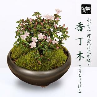 ミニ盆栽：香丁木(瀬戸焼黒鉄鉢)* 小花 花 鉢植え 鉢花 プレゼント bonsaiの画像