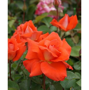 ローラ（大苗）7号鉢植え  四季咲き大輪系（ハイブリッドティーローズ） バラ苗の画像