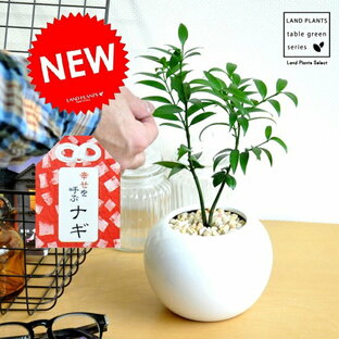 縁結びの木 白色 丸型 陶器鉢 熊野三山の御神木 ナギの木 観葉植物 梛の木 梛ナギ 直虎 ポイント消化の画像