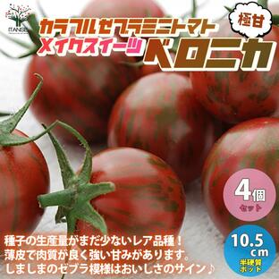 ITANSE ミニトマトの苗 メイクスイーツ ベロニカ 極甘カラフルトマト 野菜苗 自根苗 10.5cmポット 4個セット 送料無料 ミニトマト 苗 イタンセ公式の画像