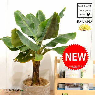 バナナ（ドワーフモンキー） デザインの良い テラコッタ鉢 【ココファイバー・受皿】 モンキーバナナ ドワーフバナナ バナナの木 Bananaの画像