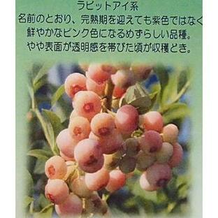 ブルーベリー苗木 苗 ブルーベリーの木 ブルーベリー フロリダローズ（ラビットアイ系）：果樹苗 PVP商品（種苗法登録品種）の画像