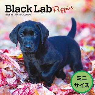 【輸入版】2025年 子犬のブラック・ラブラドール・レトリバー ミニ カレンダー / ブラウントラウト (Labrador Retriever Puppies Black Calendar)の画像