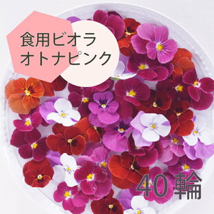 エディブルフラワー IZUMIYAMASAKI ビオラ オトナピンク 40輪 食用花 自然栽培 エディブルフラワーの画像