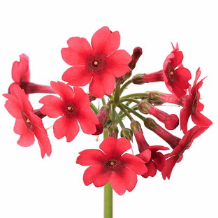 （山野草）クリンソウ（九輪草）赤花 ミラーズクリムゾン 3号（1ポット）の画像