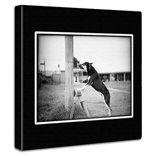 犬 動物 アートパネル 30cm × 30cm 日本製 ポスター おしゃれ インテリア 模様替え リビング 内装 モノクロ 写真 風景 ファブリックパネル pho-0043の画像