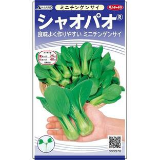 ミニチンゲン菜 種 シャオパオ サカタのタネ 小の画像